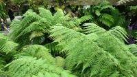 Botanischer Garten - Orchideen Garten (21)