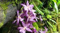 Botanischer Garten - Orchideen Garten (23)
