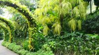 Botanischer Garten - Orchideen Garten (29)