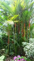 Botanischer Garten - Orchideen Garten (31)
