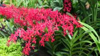 Botanischer Garten - Orchideen Garten (4)