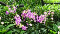 Botanischer Garten - Orchideen Garten (5)