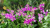 Botanischer Garten - Orchideen Garten (6)
