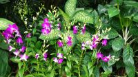 Botanischer Garten - Orchideen Garten (8)