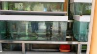 Chinesisches Seafood Restaurant Putrajaya (1)