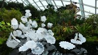 Cloud Forest (2)