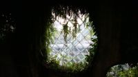 Cloud Forest (7)