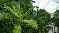Cloud Forest (8)