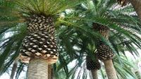 Flower Dome - Christmas Ausstellung (9)