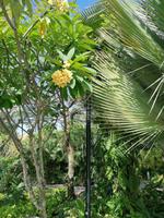Gardens by the bay Singapur