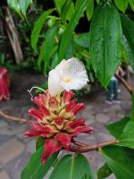 Orchideengarten 