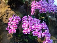 Orchideengarten 