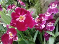 Orchideengarten 