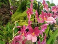 Orchideengarten 