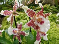 Orchideengarten 