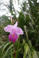 Orchideengarten 