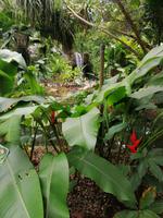 Orchideengarten in Singapur