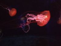 S E.A. Aquarium 