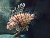 S.E.A. Aquarium 