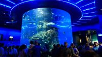 SEA Aquarium Sentosa Island (11)