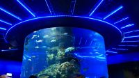 SEA Aquarium Sentosa Island (12)