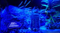 SEA Aquarium Sentosa Island (2)