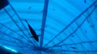 SEA Aquarium Sentosa Island (7)