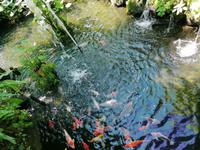 Schmetterlingsfarm Kuala Lumpur Malaysia