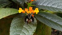 Schmetterlingsgarten Kuala Lumpur (10)