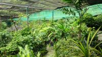 Schmetterlingsgarten Kuala Lumpur (2)