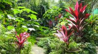 Schmetterlingsgarten Kuala Lumpur (4)