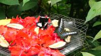 Schmetterlingsgarten Kuala Lumpur (6)