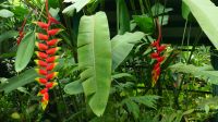 Schmetterlingsgarten Kuala Lumpur (7)