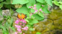 Schmetterlingsgarten Kuala Lumpur (8)