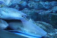 Sentosa Islands - Sea Aquarium