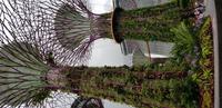 Singapur Gardens by the Bay