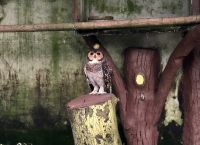 Vogelpark Kuala Lumpur (11)