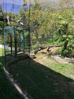 Vogelpark Kuala Lumpur Malaysia