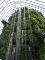 Wasserfall im Cloud Forest
