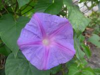 Italien, Sizilien, Winde