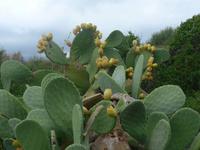 Italien, Sizilien, Kaktusfeigen