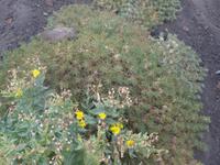 Italien, Sizilien, am Ätna