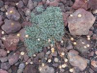 Italien, Sizilien, am Ätna, Kamille