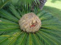 Italien, Sizilien, Palmenblüte