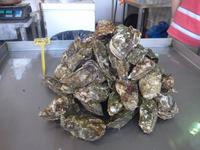 Italien, Sizilien, Riposto, Markthalle