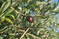 Olivenernte auf Lipari