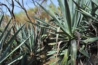 Aufstieg zum Vulcanello - Das Kind des Vulcano - Zugewachsene Wege