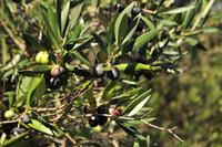 Olivenernte auf Sizilien