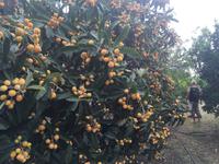 Mispeln auf Stromboli