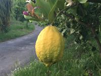 Zitrone im Agriturismo Leonardello